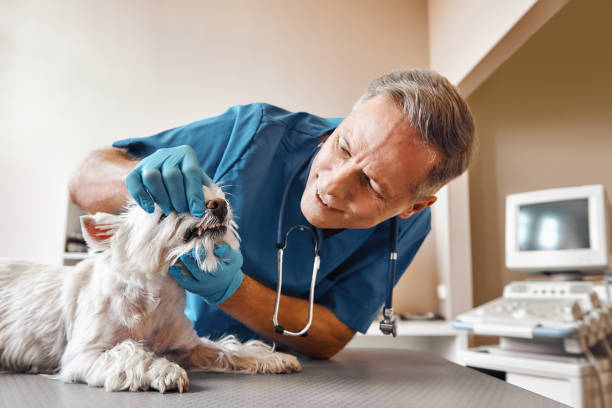 Best Emergency Wisdom Tooth Extraction in Nesquehoning, PA